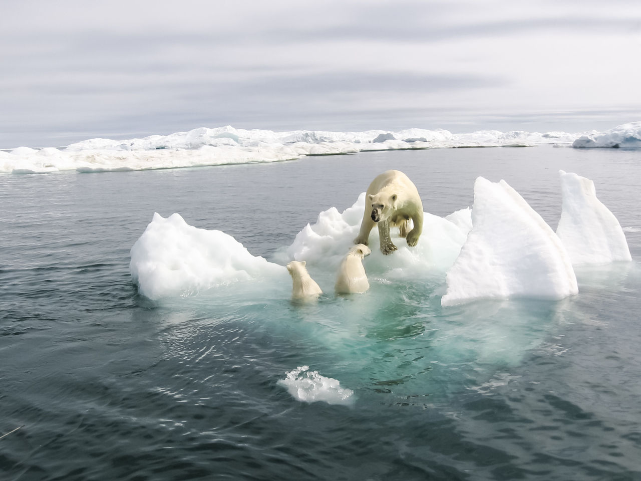 Klimawandel Arktis Eisbären gogreen.jpg
